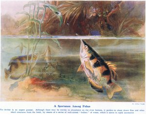 Un chasseur parmi les poissons, illustration de 